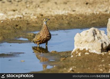 Burchell’s Sandgrouse male bathing in waterhole in Kgalagadi transfrontier park, South Africa  specie Pterocles burchelli family of Pteroclidae. Burchell’s Sandgrouse in Kgalagadi transfrontier park, South Africa