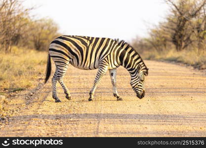 Burchell?s zebra cross the gravel road in Kruger NP South Africa