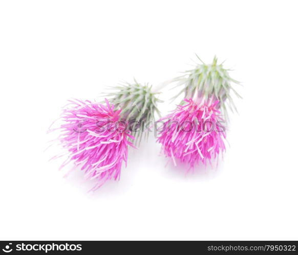 burdock flowers on a white background