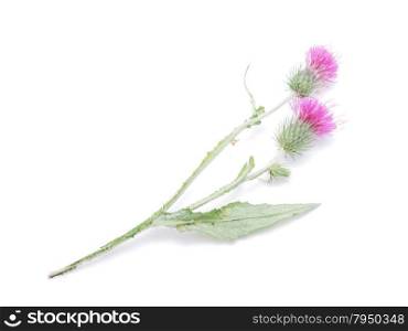 burdock flowers on a white background