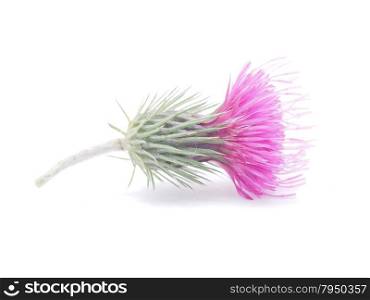 burdock flowers on a white background