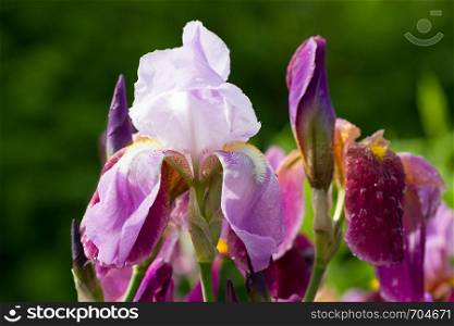 Burgundy blooming iris flower with dew drops