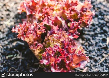 Burgundy lettuce leaves with drops of dew grow out of ground in garden. Healthy nutrition, vegetarianism. Ingredient for salad.