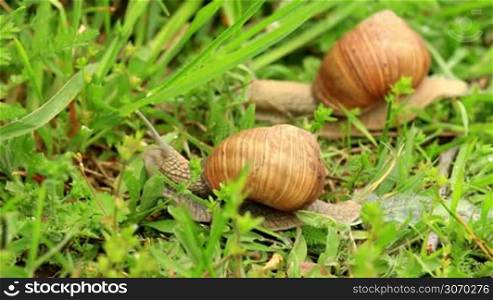 Burgundy snail (Helix pomatia) in the green grass