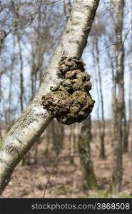 Burl or bur or burr in a birch tree
