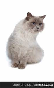 Burmese cat. Burmese in front of a white background