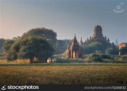 Burmese Peasant Working in Field near Ancient Temples in the Morning
