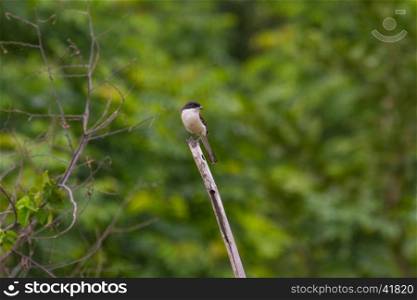 Burmese Shrike (Lanius collurioides) perching on a branch