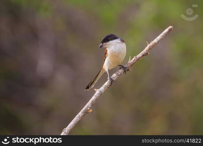 Burmese Shrike (Lanius collurioides) perching on a branch