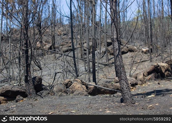 Burned forest after a huge fire in the north of Portugal