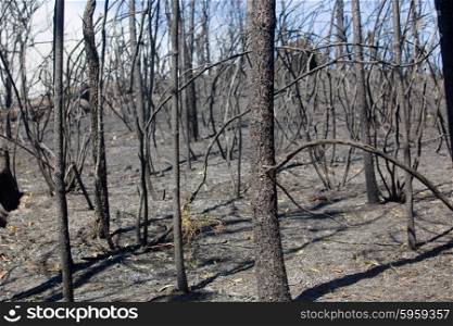 Burned forest after a huge fire in the north of Portugal