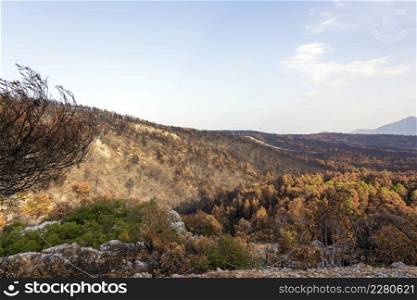 Burned forest in Attica, Greece, after the bushfires at Parnitha Mount and the districts of Varympompi and Tatoi, in early August 2021. The oak forest has been completely burnt.. Burned forest in Attica, Greece, after the bushfires at Parnitha Mount and the districts of Varympompi and Tatoi, in early August 2021.