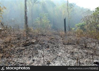 Burned forest in the Western Forest, Thailand