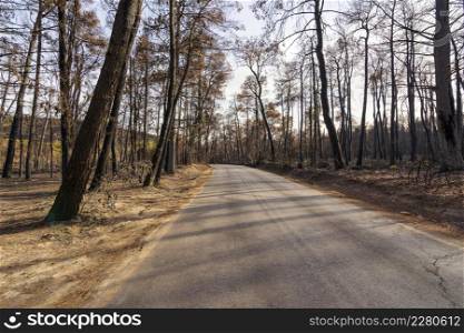 Burned forest road in Attica, Greece, after the bushfires at Parnitha Mountain and the districts of Varympompi and Tatoi, in early August 2021. The oak forest has been completely burnt.. Burned forest road in Attica, Greece, after the bushfires at Parnitha Mountain and the districts of Varympompi and Tatoi, in early August 2021.