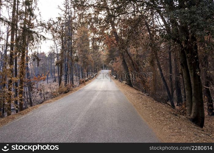 Burned forest road in Attica, Greece, after the bushfires at Parnitha Mountain and the districts of Varympompi and Tatoi, in early August 2021. The oak forest has been completely burnt.. Burned forest road in Attica, Greece, after the bushfires at Parnitha Mountain and the districts of Varympompi and Tatoi, in early August 2021.