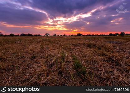 Burned rice stubble in a rice field after harvest with blue sky background white clouds sunset.
