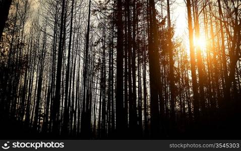 burned trees and sun beams, selective focus