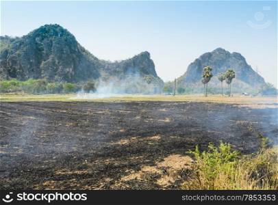 Burning rice field after harvesting