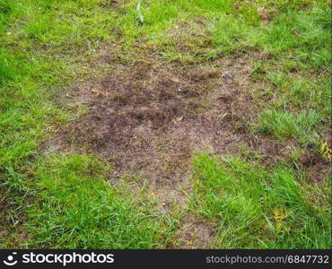 Burnt grass after moss attack during winter, fresh green grass recovering on lawn