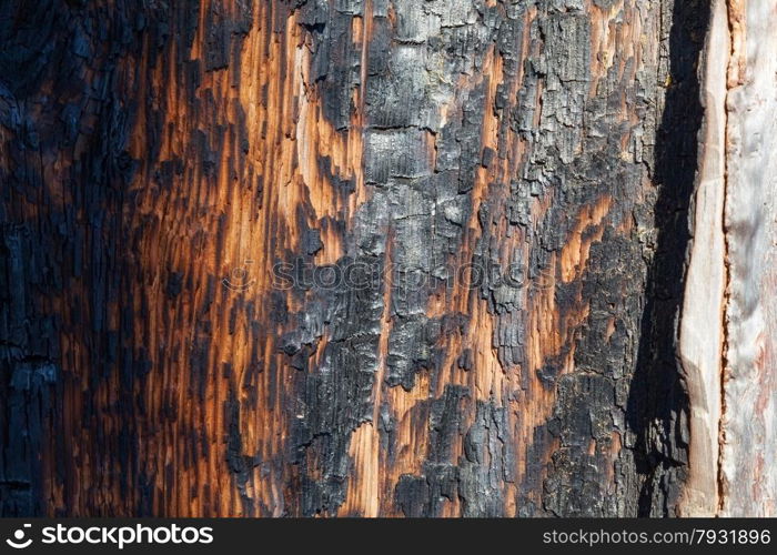burnt tree bark texture, close-up