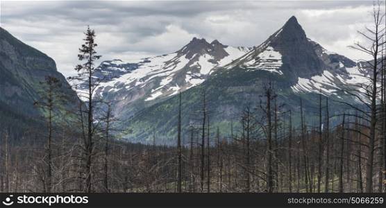 Burnt trees with snowcapped mountain in the background, Glacier National Park, Glacier County, Montana, USA