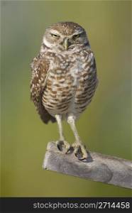Burrowing Owl on stick with green background. Burrowing Owl