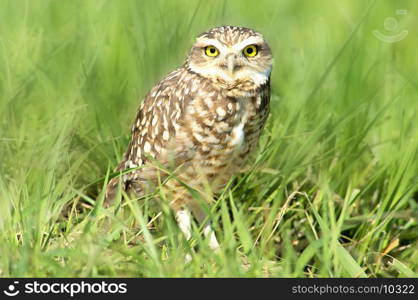 Burrowing owl perched on the grass