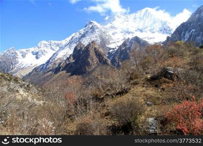 Bush and snow mountain near Samagoon in Nepal