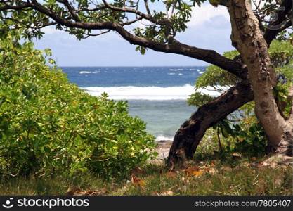Bush and tree on the beach in Efate island, Vanuatu