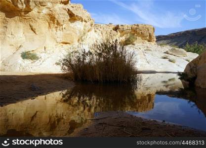 Bush and water in Ein Yorkeam natural pool in Israel