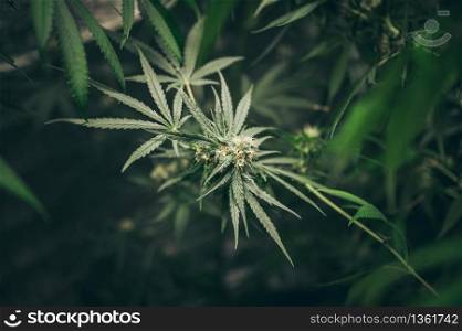 Bush Flowering herb hemp with seeds and flowers. Concept breeding of marijuana, cannabis, legalization.