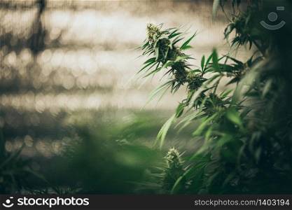 Bush Flowering herb hemp with seeds and flowers. Concept breeding of marijuana, cannabis, legalization.