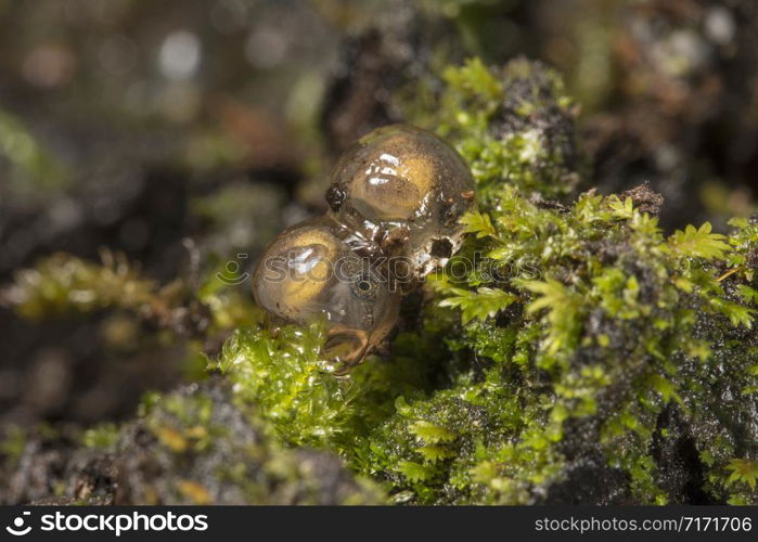 Bush Frogs Eggs, Amboli, India