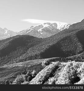 bush in todra gorge morocco africa and snow