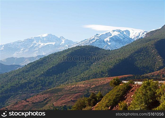 bush in todra gorge morocco africa and snow