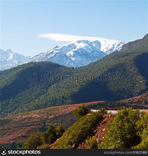 bush in todra gorge morocco africa and snow