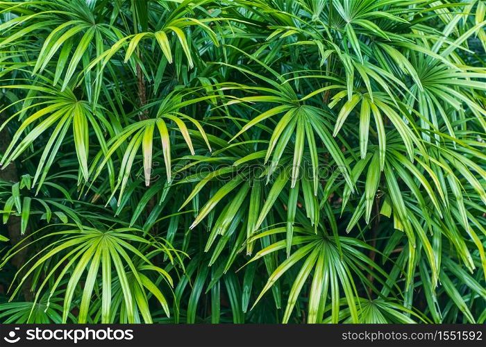 bush Lady palm in the garden.