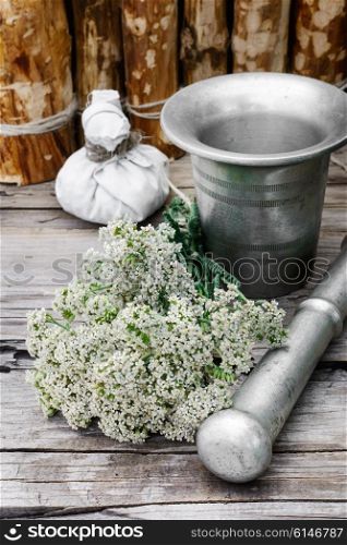 Bush medicinal plant. Bundle of healing herbs on the background of the mortar and pestle