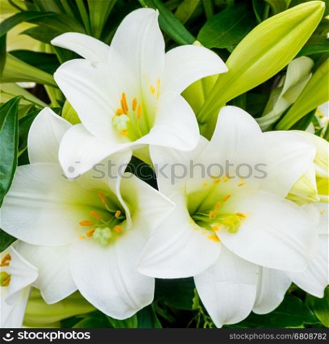 Bush of a white lily