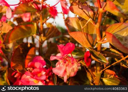 Bush of begonia flowers, succulent plant with green and brown tender leaves, brtanches and trunk