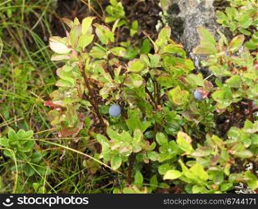 bush of bilberry. bush with ripe bilberry in the alps, austria