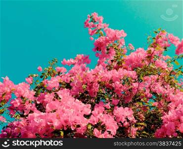 Bush of Bougainvillea flowers with retro filter effect