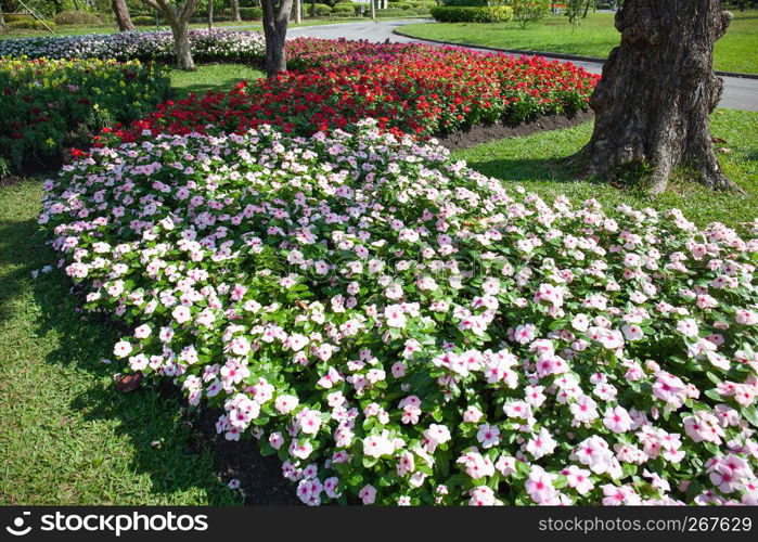 Bush of colorful flowers in the garden on sunny day.