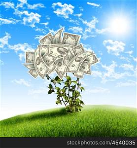 Bush of dollar bills on the green grass against the blue sky. Concept.