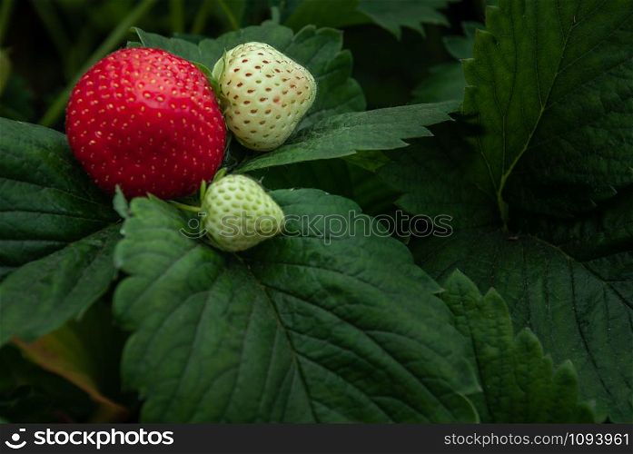 Bush of fresh red and white strawberry, Strawberry fruits in growth at garden, Process yield Organic Strawberry Fresh, clean and hygienic.