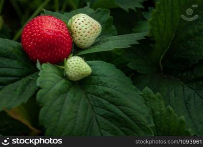 Bush of fresh red and white strawberry, Strawberry fruits in growth at garden, Process yield Organic Strawberry Fresh, clean and hygienic.