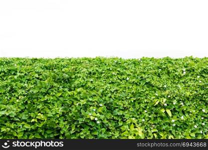 Bush of green leaf with white background.