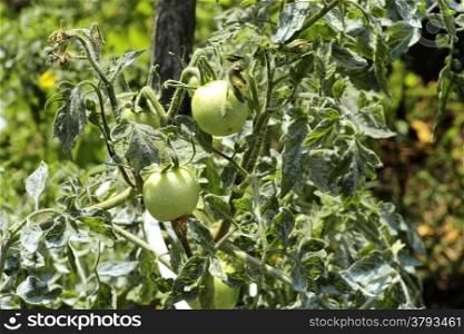 Bush of green tomato in the garden