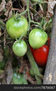 Bush of green tomato in the garden