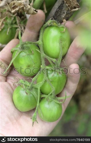 Bush Of Green Tomato In The Garden in man hands